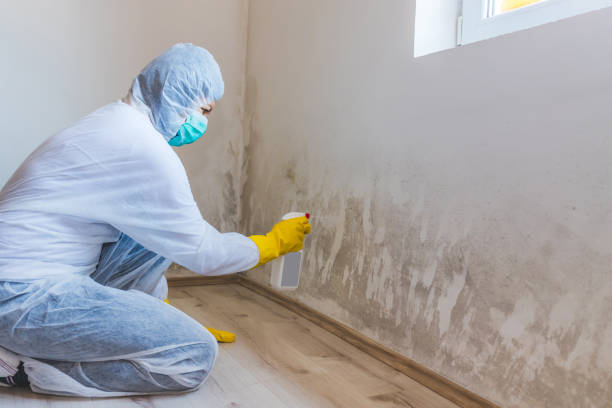 Professional mold removal team in Bellevue